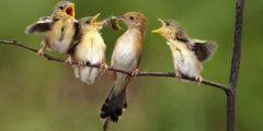 Искусственный интеллект научился определять птиц по их пению. Фото.