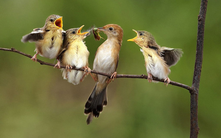 Искусственный интеллект научился определять птиц по их пению. Фото.