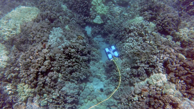 В Австралии дайверов заменили роботами для охраны рифа. Фото.