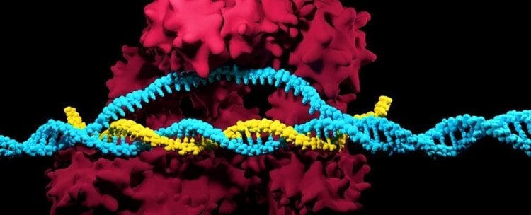 Редактирование генов с помощью CRISPR/Cas9 может быть смертельно опасным. Фото.