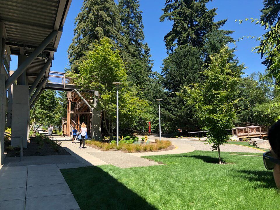 Экскурсия по домикам на деревьях, построенным компанией Microsoft.. Фото.