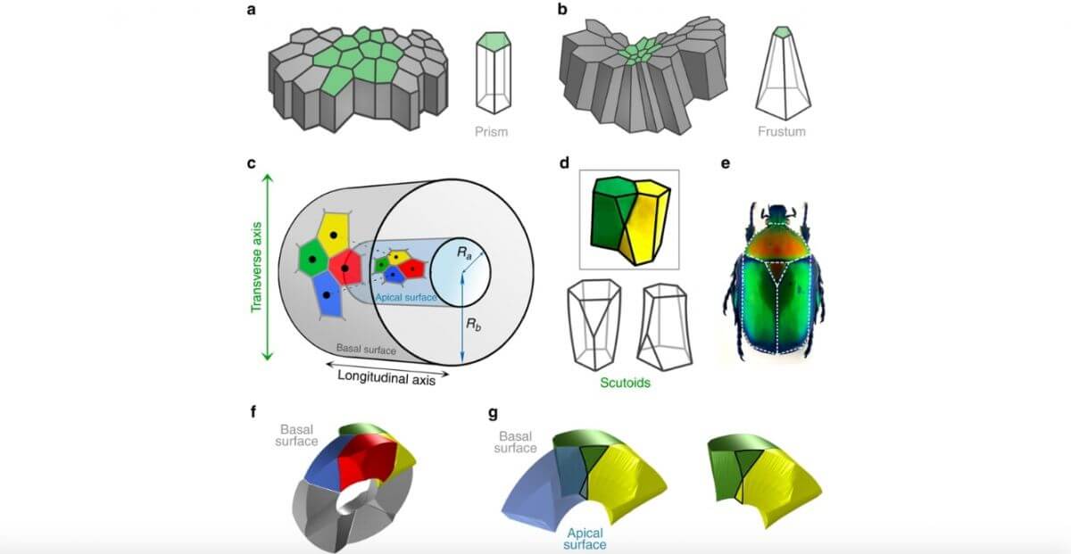 Ученые нашли новый тип клеток. И их форма весьма специфична.. Фото.