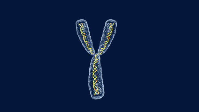 CRISPR помог создать новый вид с одной гигантской хромосомой. Фото.