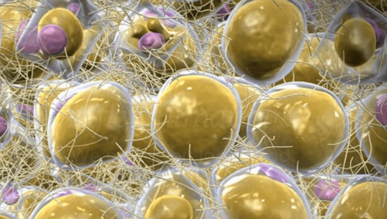 Найден способ измерить давление внутри клетки. Фото.