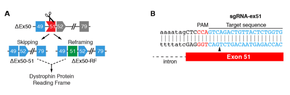 С помощью редактора генома CRISPR удалось вылечить мышечную дистрофию. Фото.
