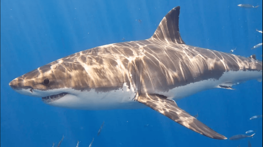 Астероид, который уничтожил динозавров, также помог акулам эволюционировать. Фото.