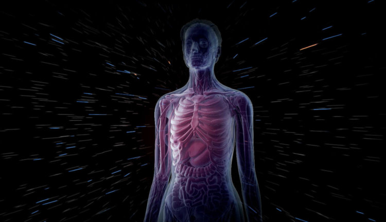 Ученые разрабатывают самую детализированную 3D-модель человеческого организма. Фото.