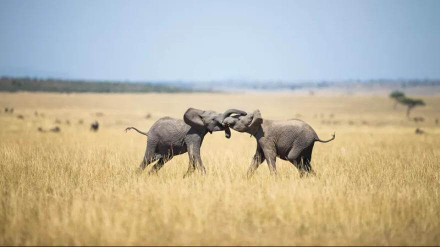 Генетический «Ноев ковчег» спасет 66 000 видов. Фото.