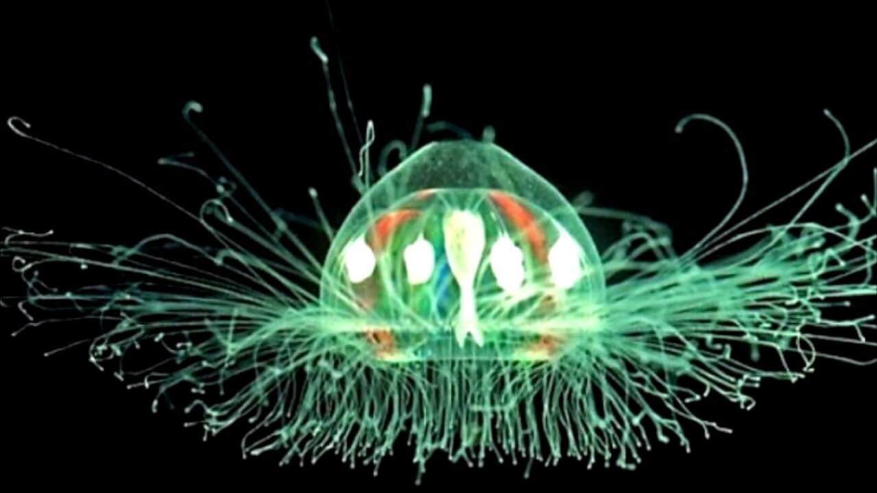 Биологи открыли первое бессмертное существо. Фото.