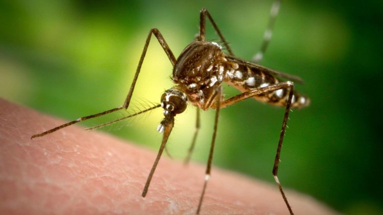 Личинки комаров научились есть пластик. Почему это плохо? Фото.