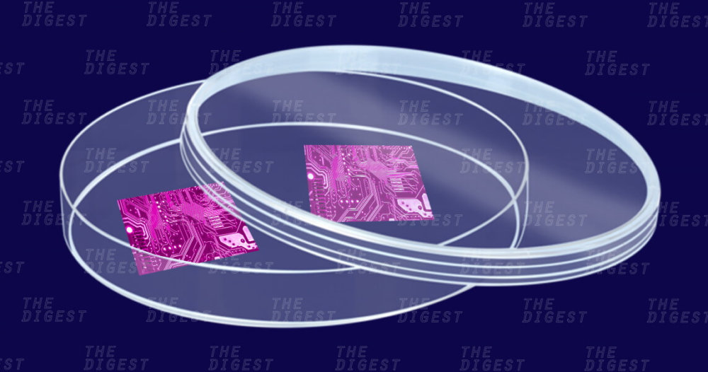 Ученые собираются вырастить живой нейронный компьютер