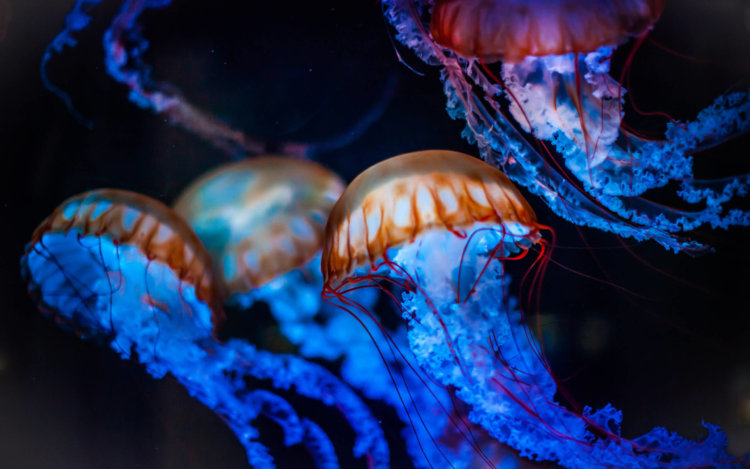 Роботы-медузы будут исследовать морские глубины. Фото.