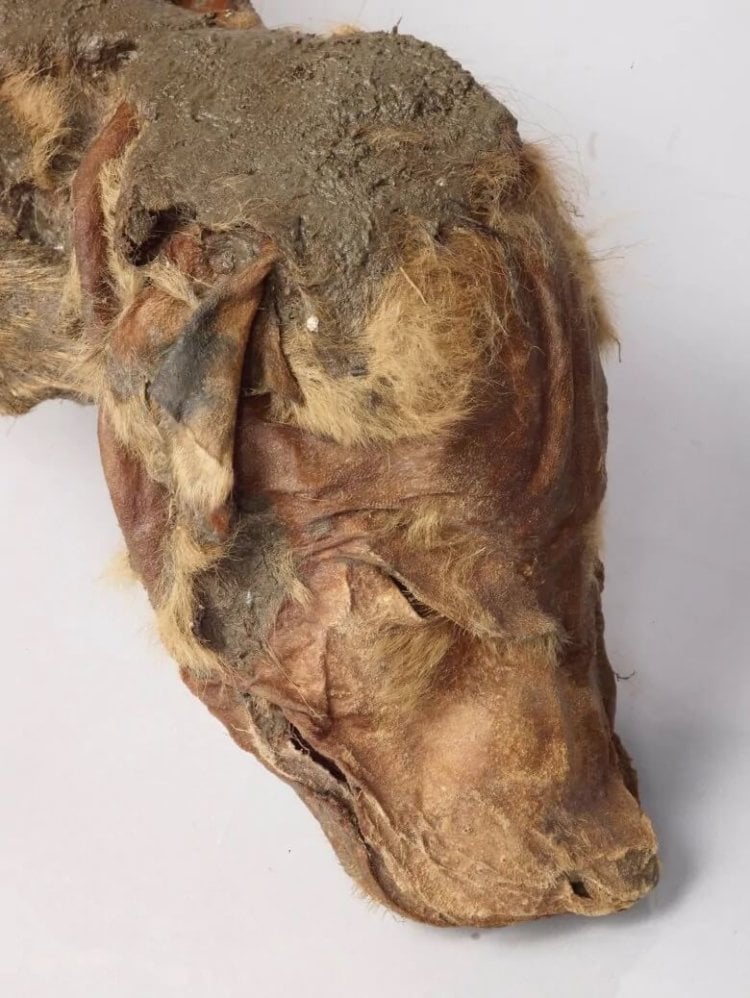 В Канаде найдены мумифицированные тела 50 000-летних волка и оленя. Фото.