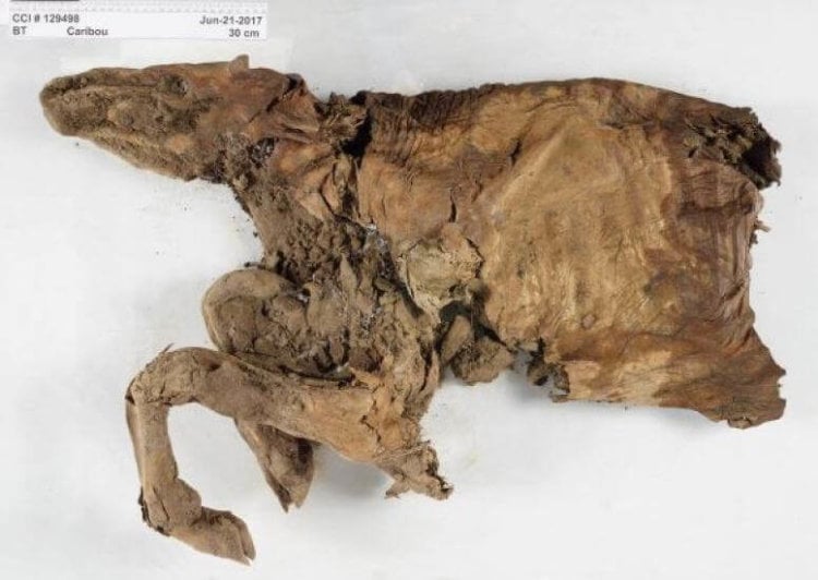 В Канаде найдены мумифицированные тела 50 000-летних волка и оленя. Фото.