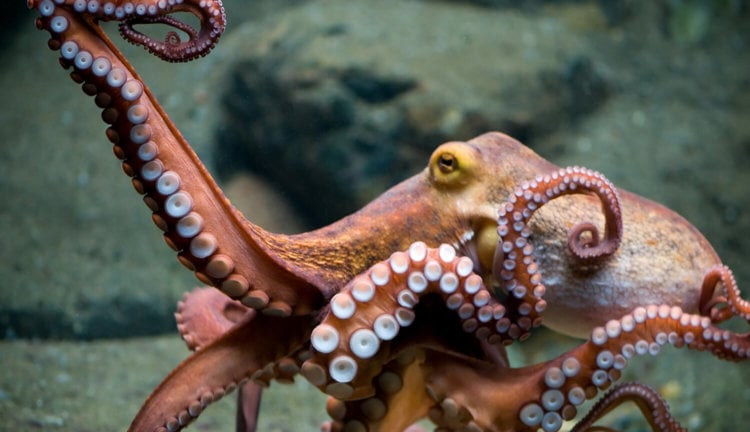 Видео: ученые обнаружили крупнейшее в мире скопление осьминогов. Фото.