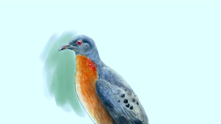 Воскрешение вымерших видов начнется со странствующего голубя. Зарисовка вымершего голубя. Фото.