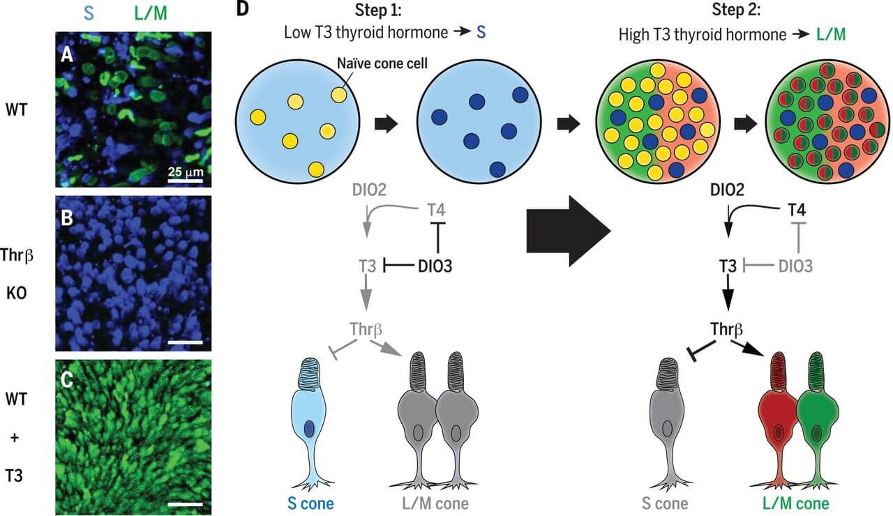 Ученые нашли способ выращивания искусственной сетчатки глаза. Фото.