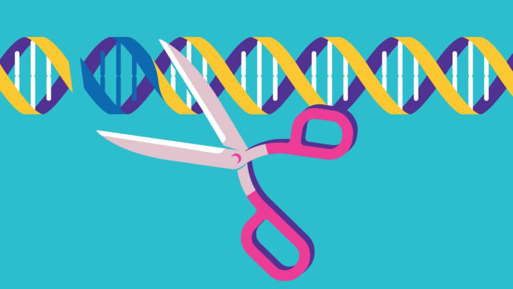 Новая модификация CRISPR сможет отредактировать до 50 процентов генома. Фото.