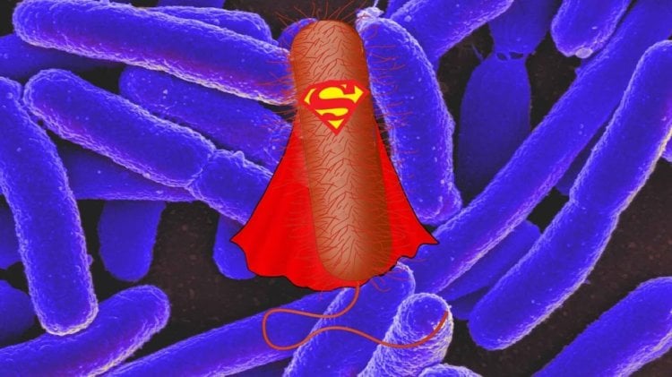 Новый препарат будет бороться с супербактериями как «Троянский конь». Фото.