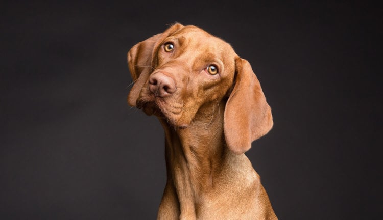 Томография доказала, что собаки действительно понимают человеческую речь. Фото.