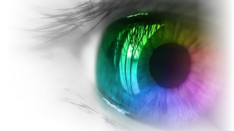 Ученые нашли способ выращивания искусственной сетчатки глаза. Фото.