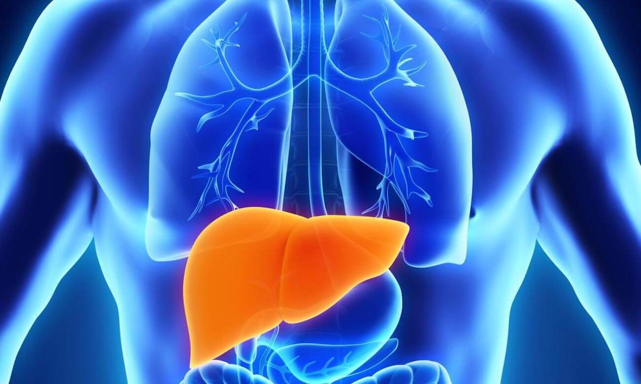 «Печень на чипе» — идеальная тестовая среда для испытания CRISPR. Фото.