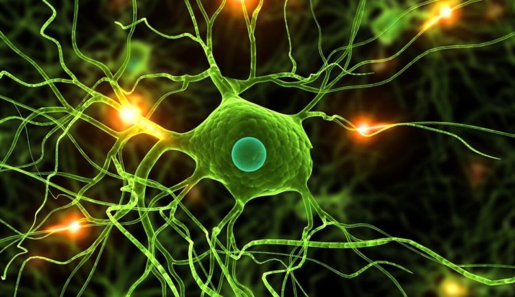 Новое исследование показывает, что нервные клетки все-таки восстанавливаются. Фото.