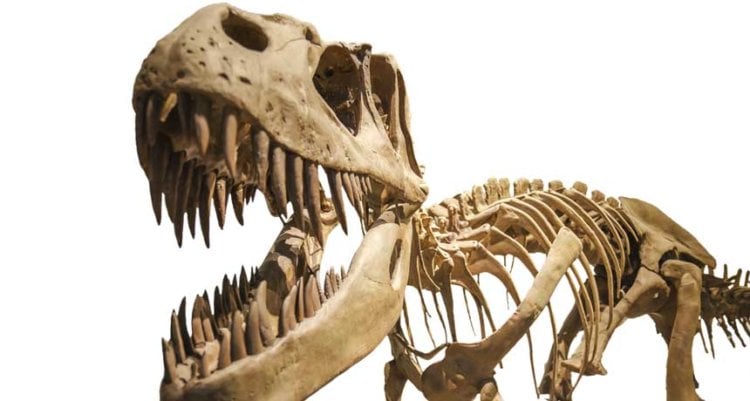 T. rex кусал с невероятной силой: в два раза сильнее, чем любое живое существо. Фото.