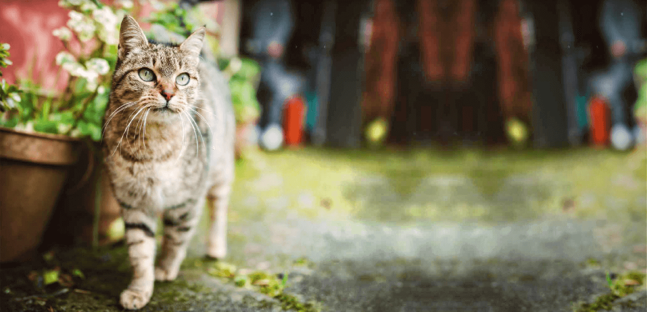 Что делать, чтобы любимый котик хорошо получился на фото? Не подходи, спугнешь. Фото.