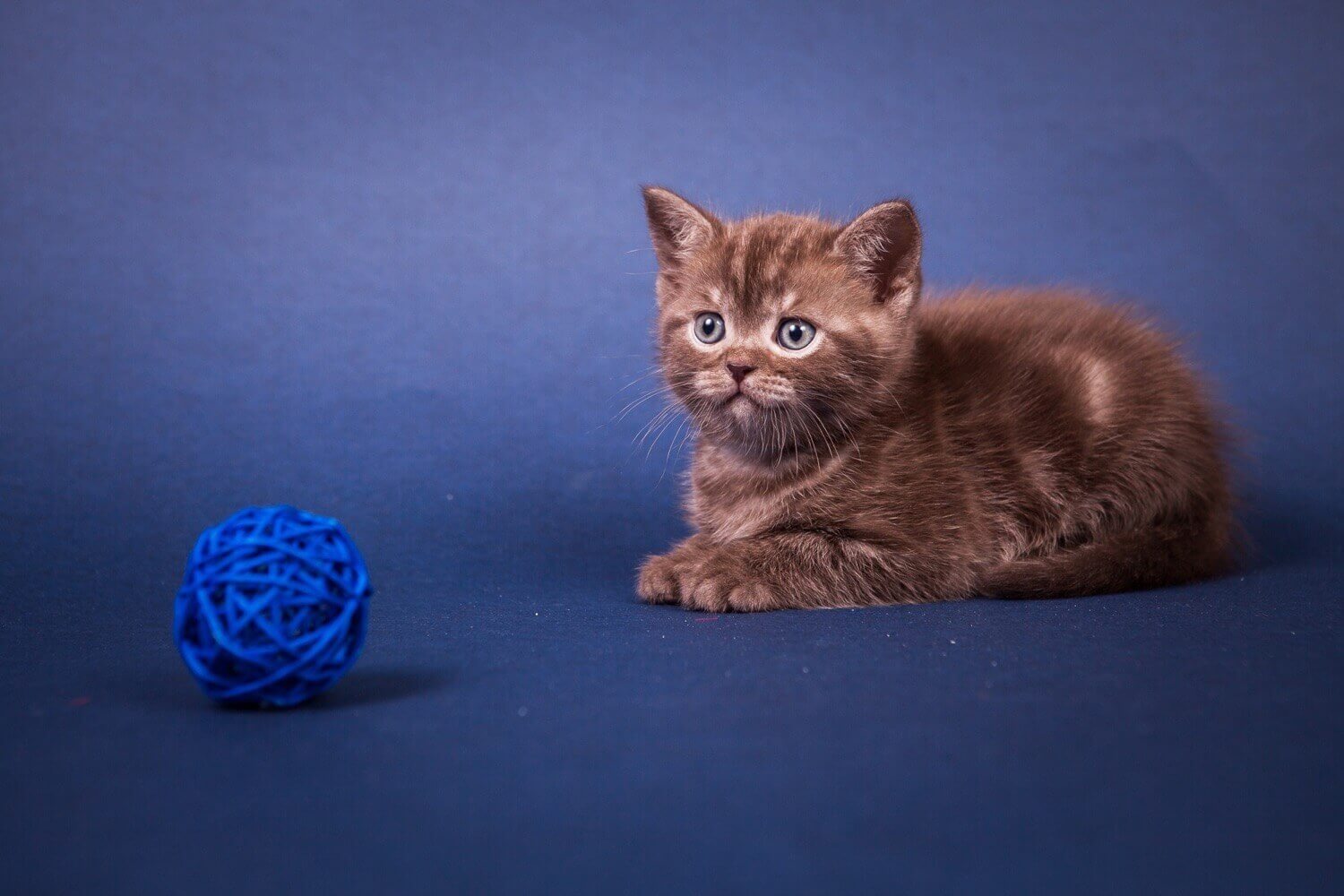 Что делать, чтобы любимый котик хорошо получился на фото? Глаза в глаза. Фото.