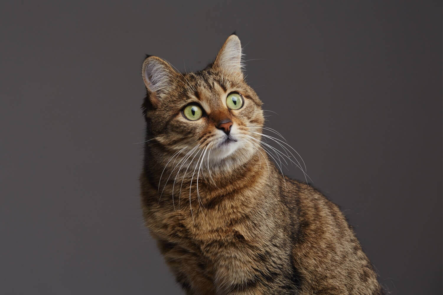 Что делать, чтобы любимый котик хорошо получился на фото? Работайте вдвоем. Фото.