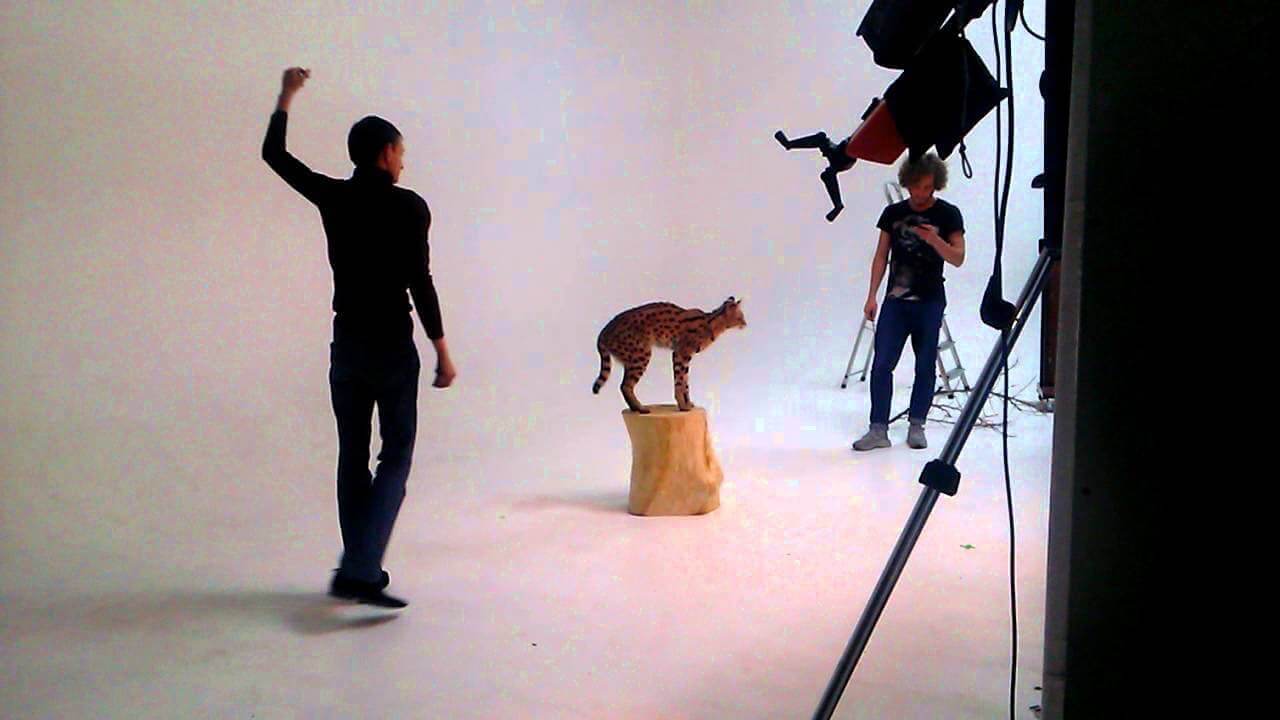 Что делать, чтобы любимый котик хорошо получился на фото? Фото.