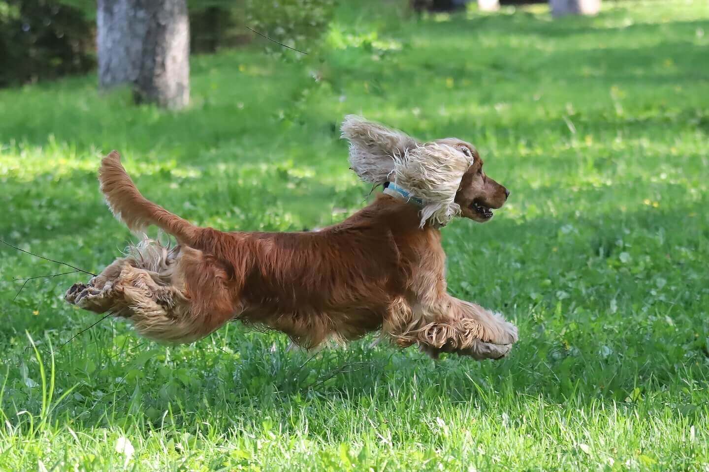Что делать, чтобы любимый котик хорошо получился на фото? Снимайте на улице. Фото.