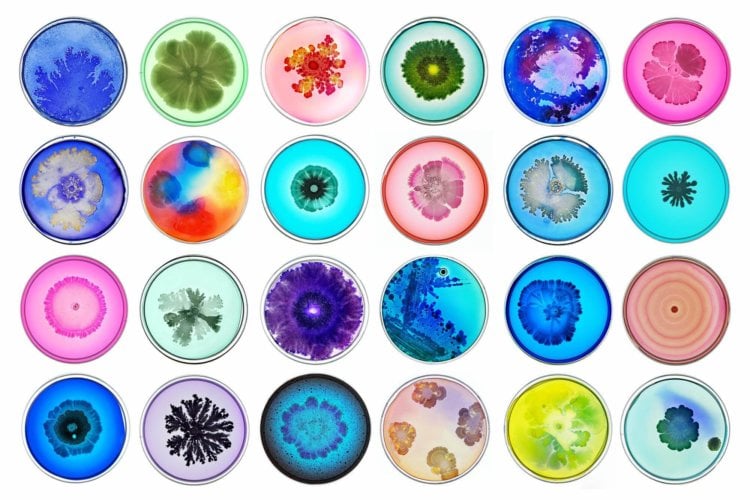 «Бактерии Шрёдингера»: чудо квантовой биологии? Бактерии бывают разными. Фото.