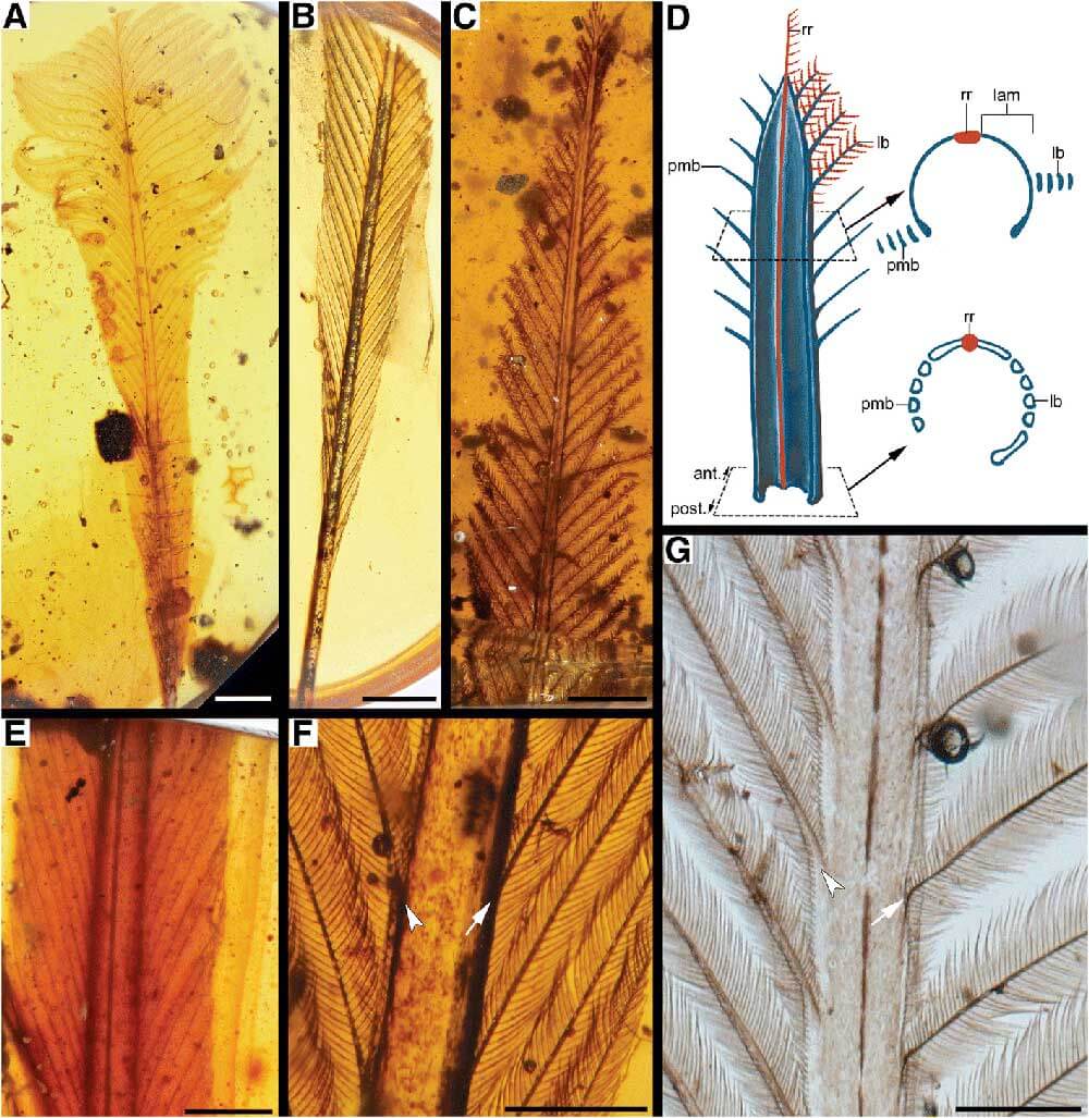 В янтаре нашли хвост-приманку неизвестной науке птицы. В янтаре нашли хвост-приманку неизвестной науке птицы. Фото.