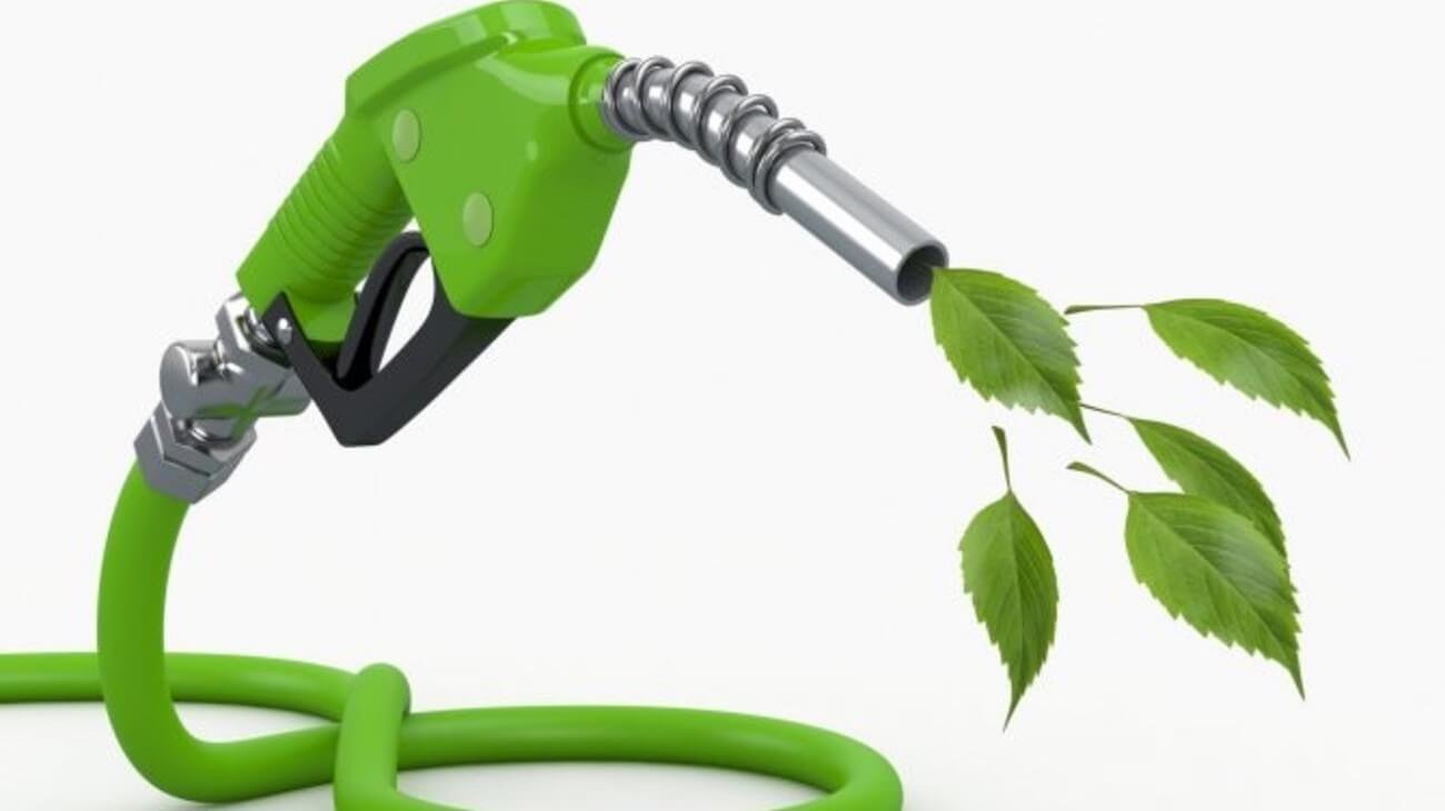 Морские беспозвоночные помогли превратить древесину в биотопливо.. Фото.