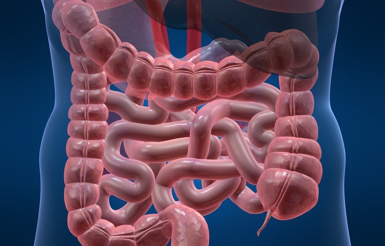 Открыто новое место зарождения клеток крови в человеческом организме. Фото.