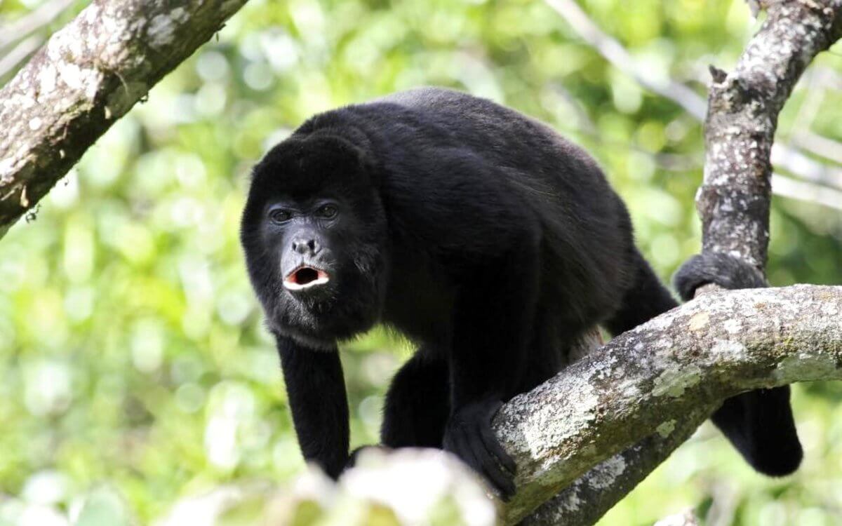 Наличие редкого механизма эволюции получило доказательство.. Фото.