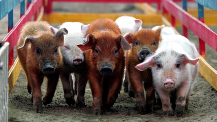 Ученые готовы к первой в истории пересадке свиной кожи человеку. Фото.