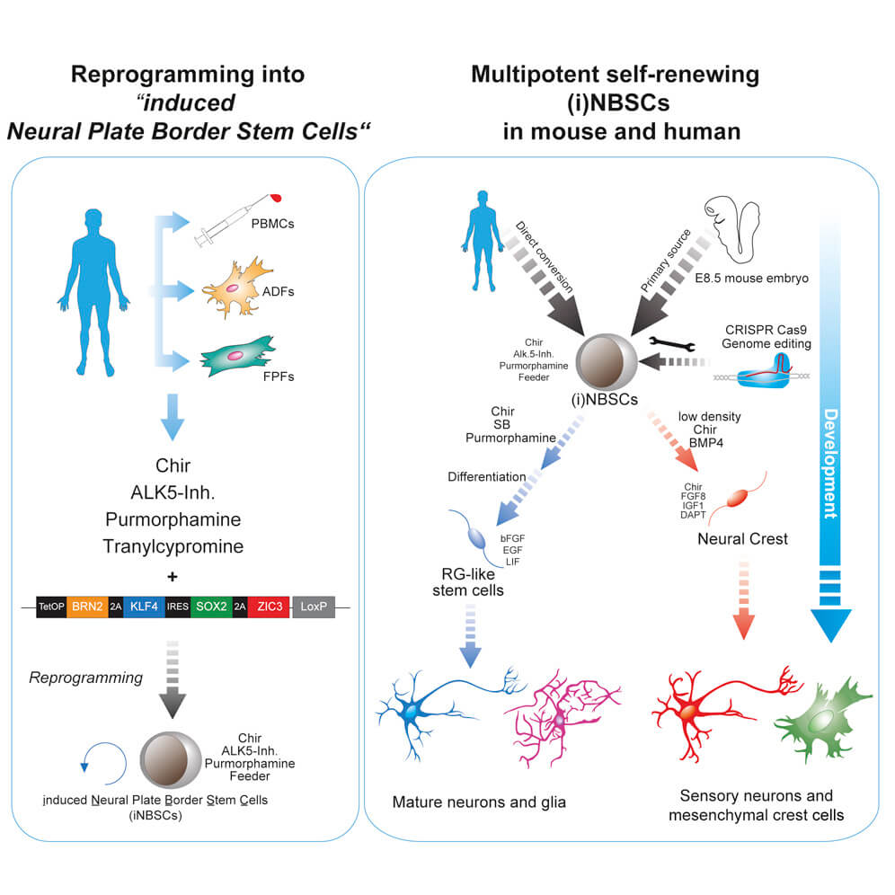 Клетки крови превратили в нейроны. Это поможет в лечении заболеваний нервной системы.. Фото.