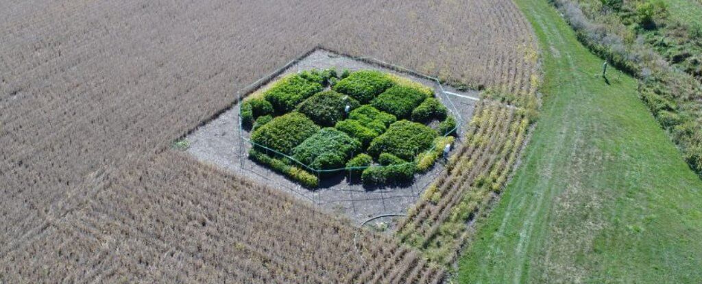 Исправление «глюка» фотосинтеза привело к повышению урожайности на 40%. Фото.