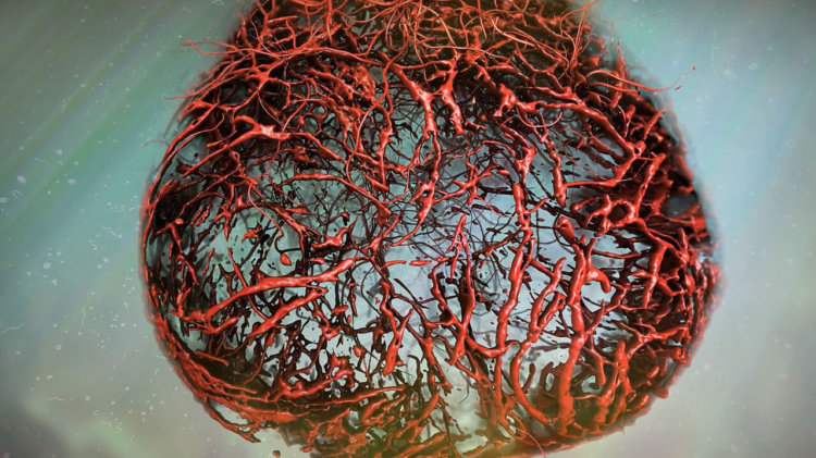 Ученые вырастили в лаборатори идеальные человеческие кровеносные сосуды. Фото.