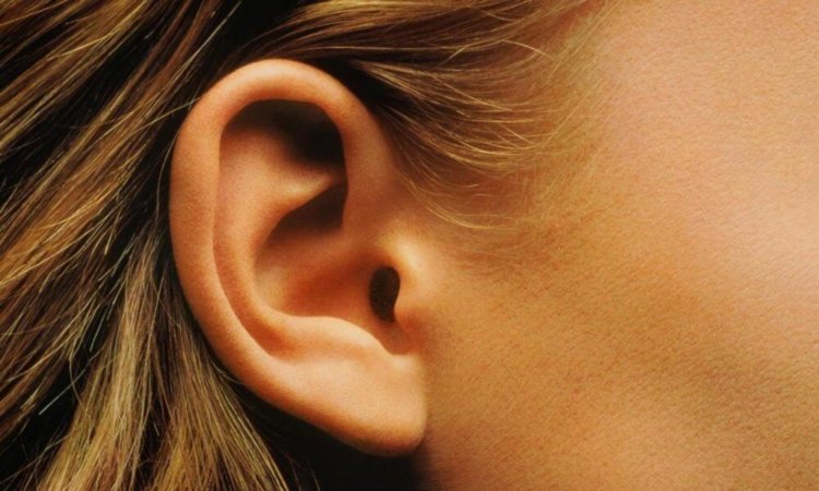Зачем нужны мышцы в ушах. Слух — одно из самых важных чувств. Фото.