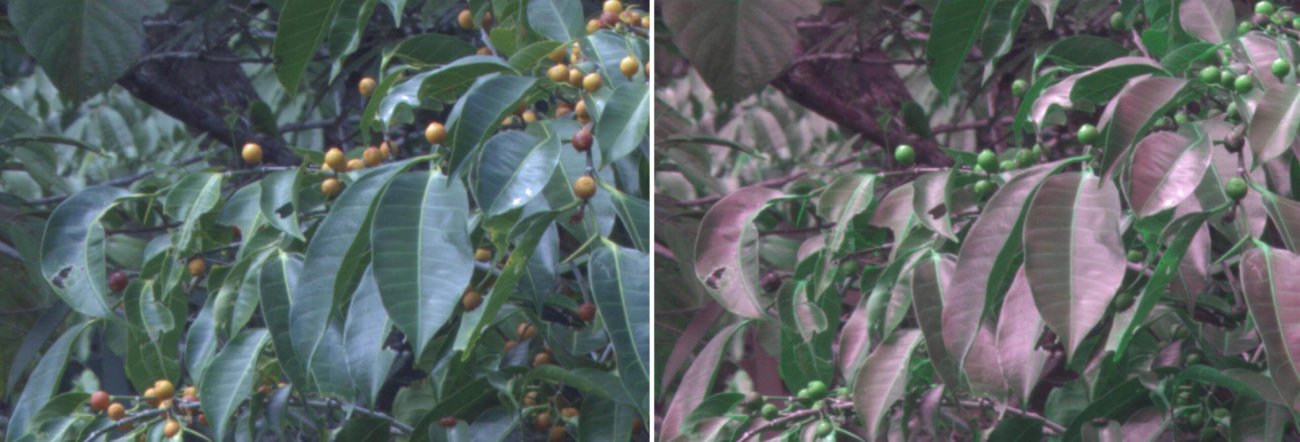 Специальная камера показала, как птицы ориентируются в листве деревьев. Фото.