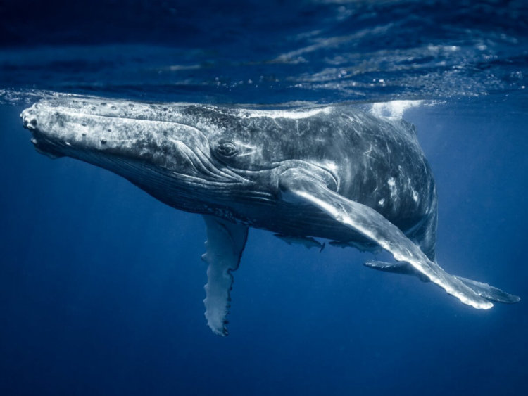 Особенности поведения горбатых китов. Горбатый кит чертовски большой! Фото.