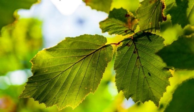 Созданы искусственные листья для эффективной очистки воздуха. Фото.