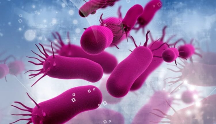 Режим зомби: ученые открыли новое состояние бактерий. Фото.