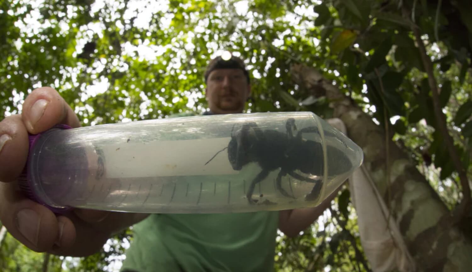 Новости: гигантская пчела, считавшаяся вымершей, обнаружена! [Животные  zhivotnie]