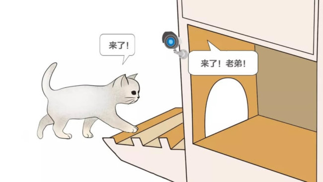 В Китае создали «умный» приют для бездомных кошек. Фото.