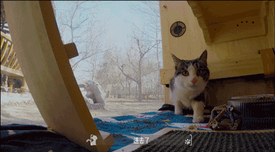 В Китае создали «умный» приют для бездомных кошек. Фото.